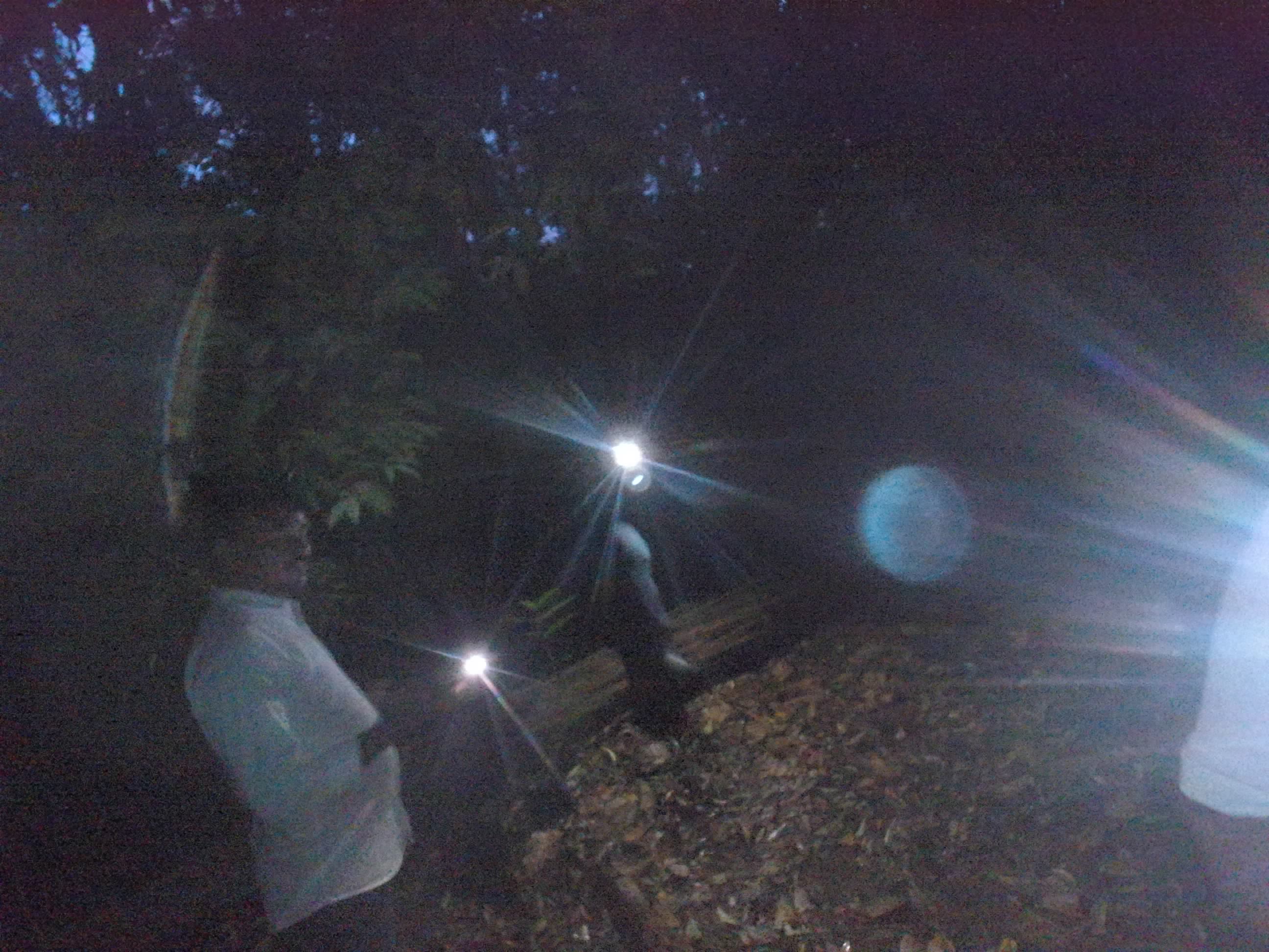 Forest monitoring image