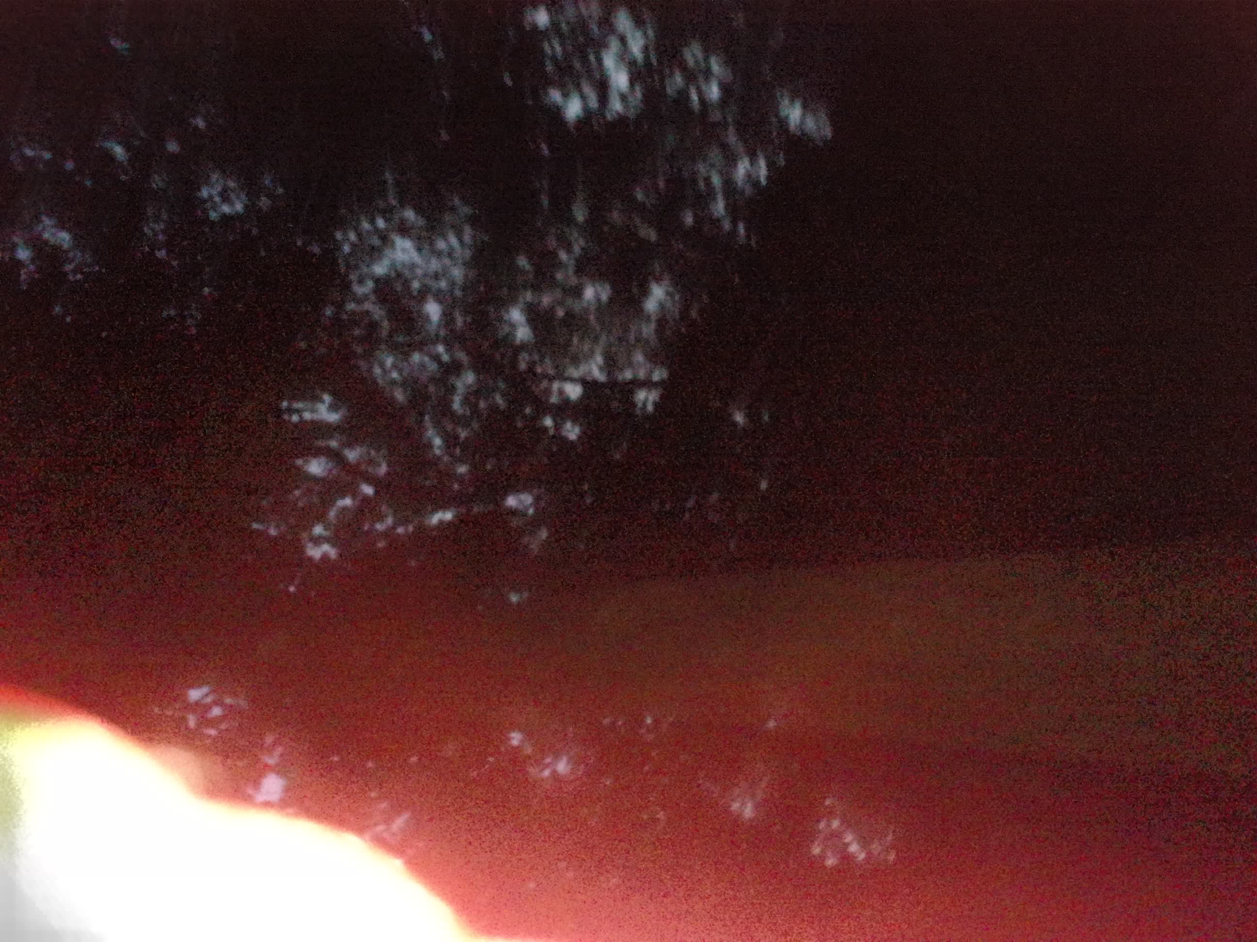 Forest monitoring image