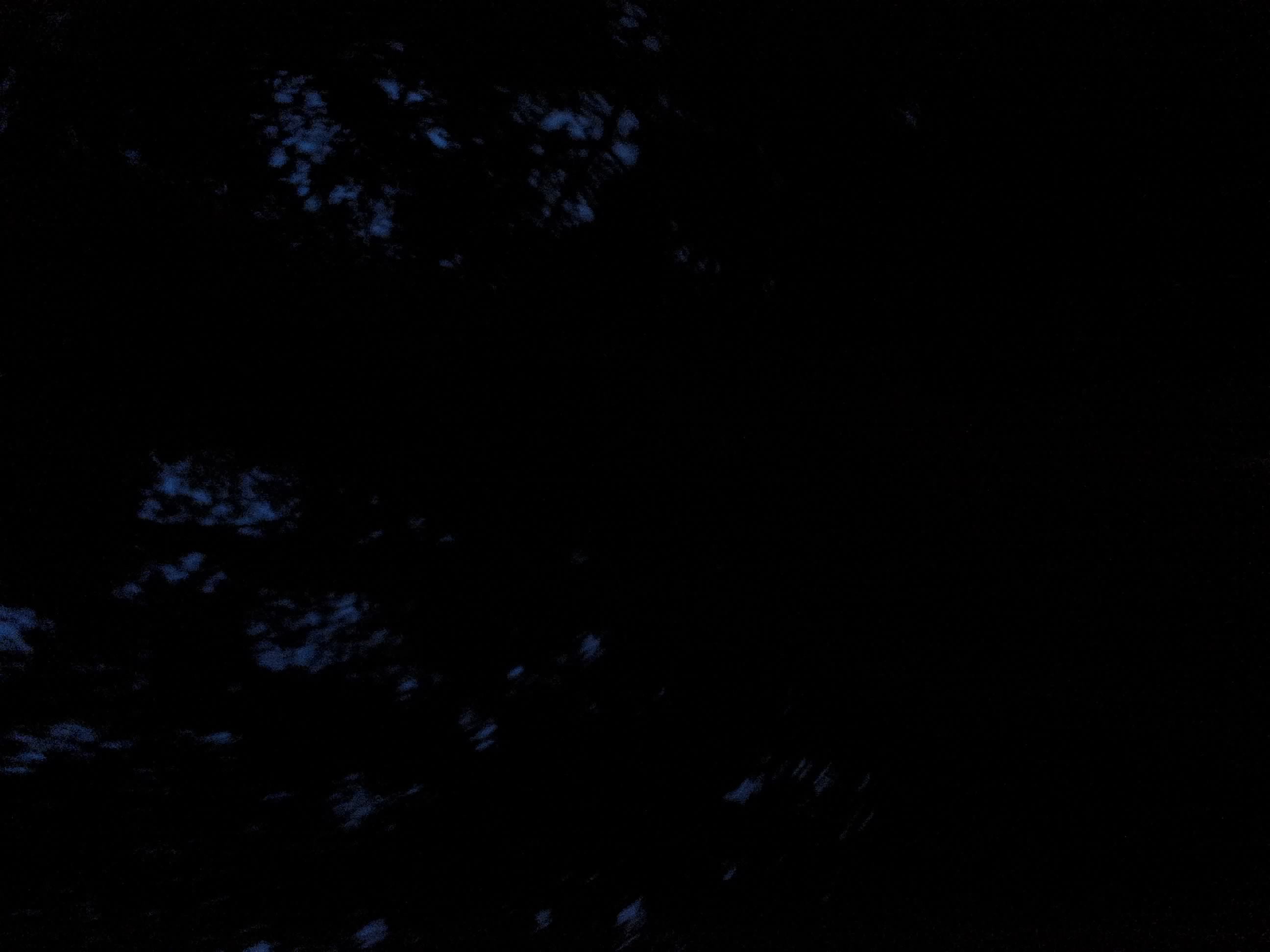 Forest monitoring image